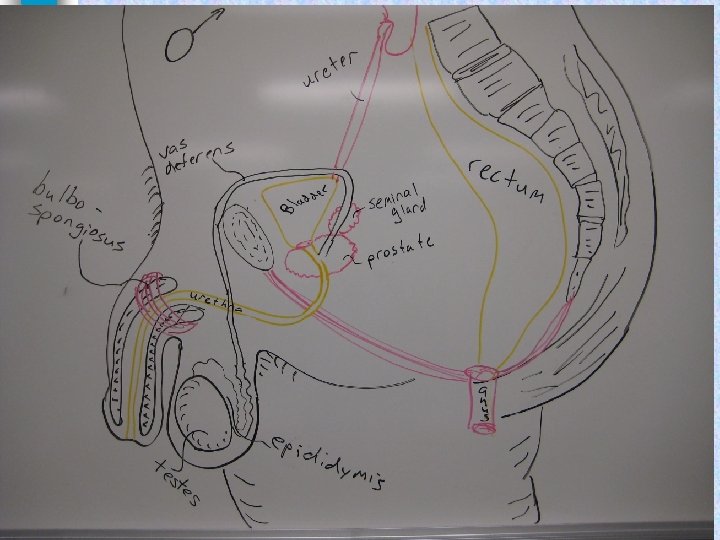 Frolich, Human Anatomy, Pelvis I 