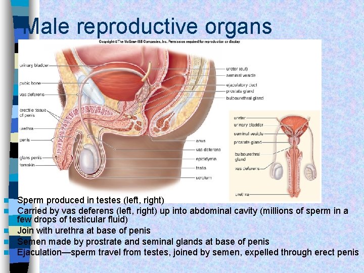 Male reproductive organs Sperm produced in testes (left, right) Carried by vas deferens (left,