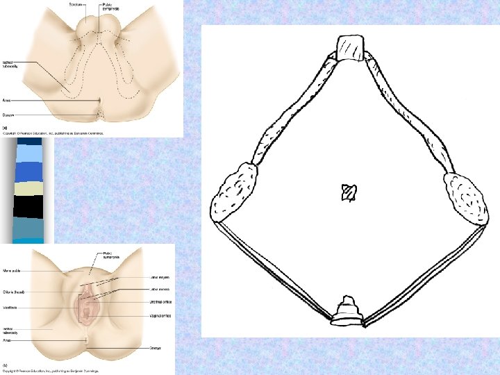 Frolich, Human Anatomy, Pelvis I 