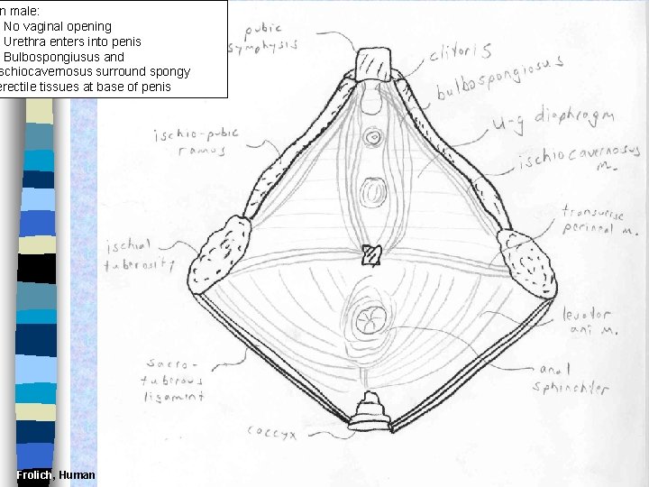 n male: • No vaginal opening • Urethra enters into penis • Bulbospongiusus and