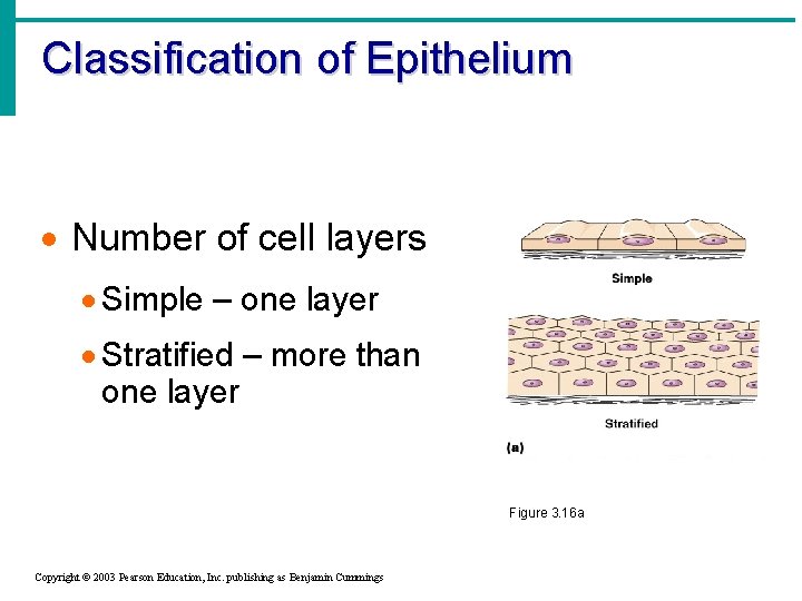 Classification of Epithelium · Number of cell layers · Simple – one layer ·