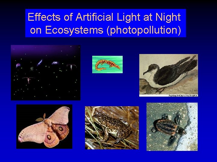 Effects of Artificial Light at Night on Ecosystems (photopollution) 