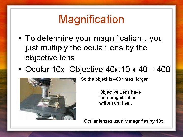 Magnification • To determine your magnification…you just multiply the ocular lens by the objective