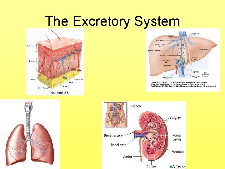 The Excretory System 