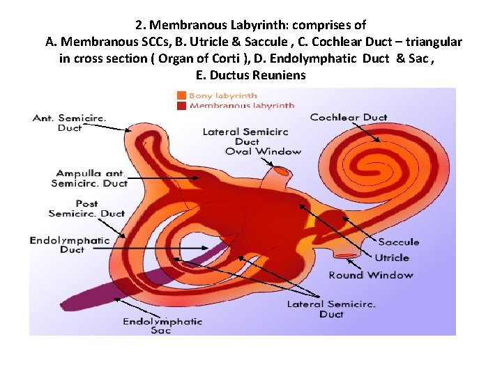 2. Membranous Labyrinth: comprises of A. Membranous SCCs, B. Utricle & Saccule , C.