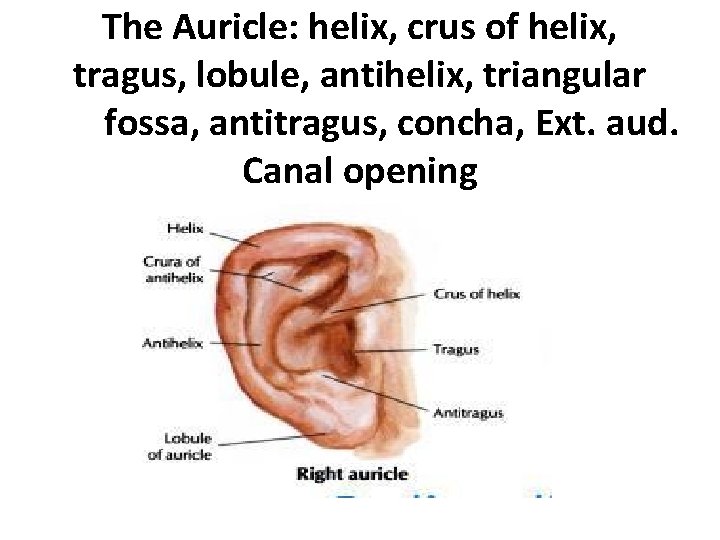 The Auricle: helix, crus of helix, tragus, lobule, antihelix, triangular fossa, antitragus, concha, Ext.