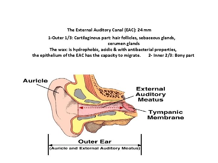 The External Auditory Canal (EAC): 24 mm 1 -Outer 1/3: Cartilaginous part: hair follicles,