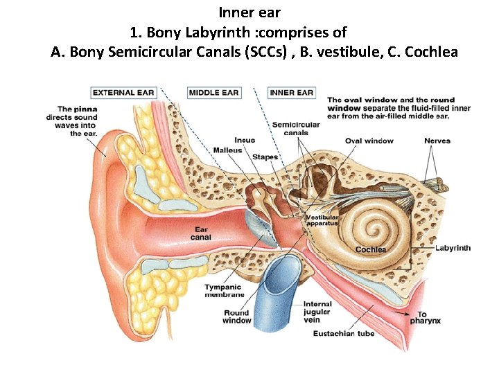 Inner ear 1. Bony Labyrinth : comprises of A. Bony Semicircular Canals (SCCs) ,