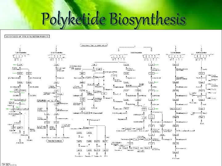 Polyketide Biosynthesis 