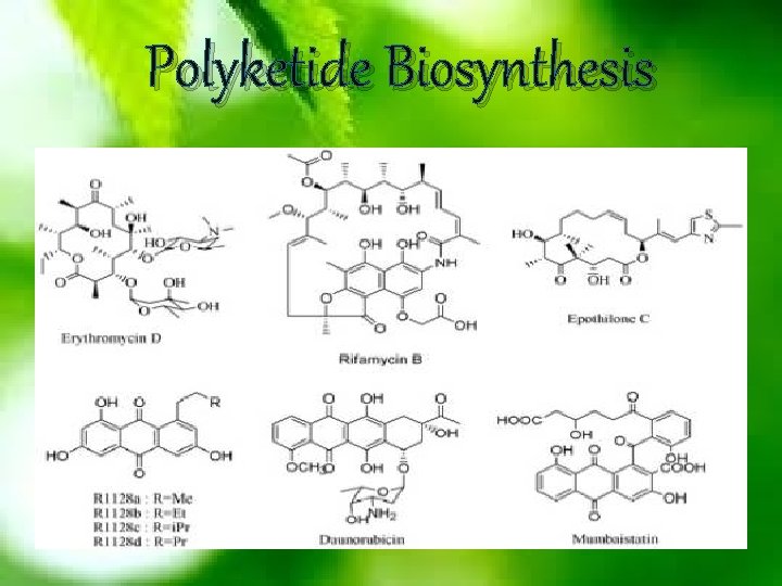 Polyketide Biosynthesis 
