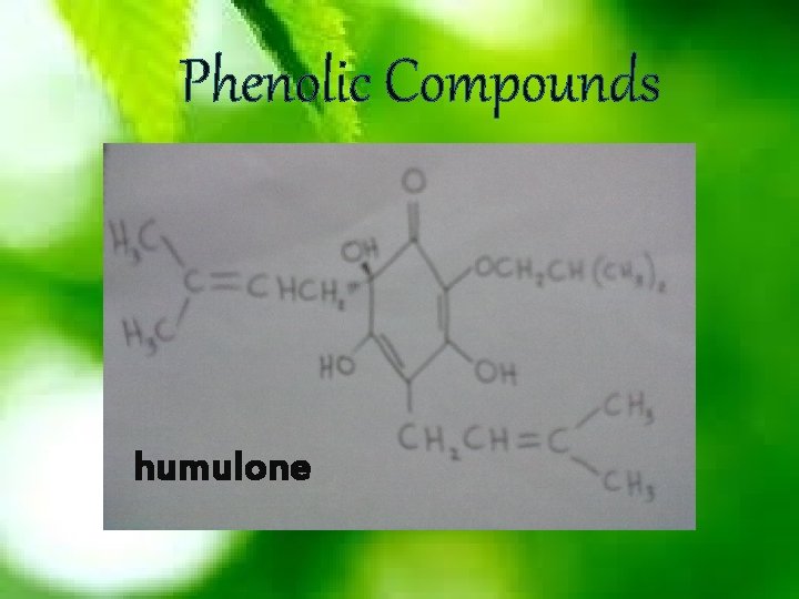 Phenolic Compounds humulone 