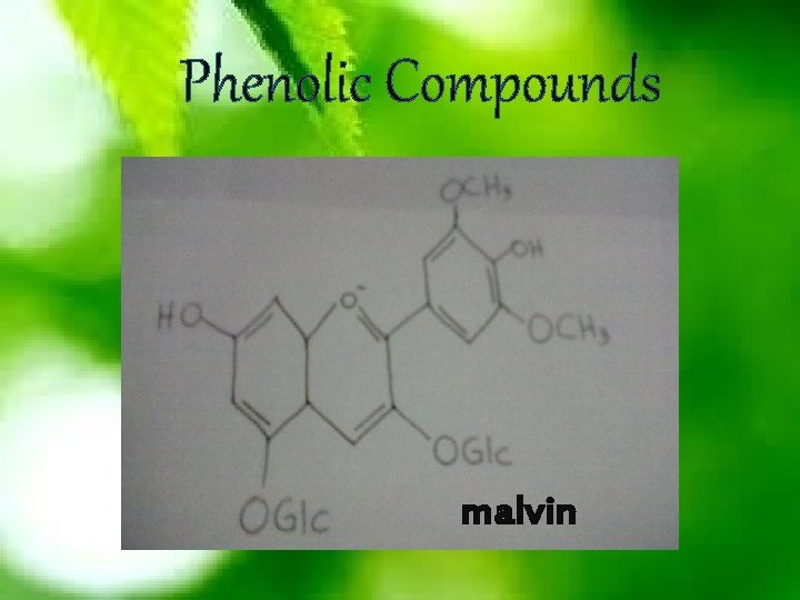 Phenolic Compounds malvin 