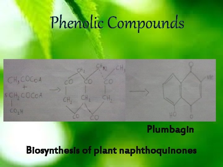 Phenolic Compounds Plumbagin Biosynthesis of plant naphthoquinones 