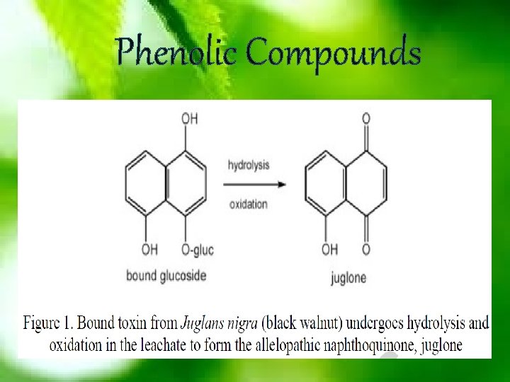 Phenolic Compounds 