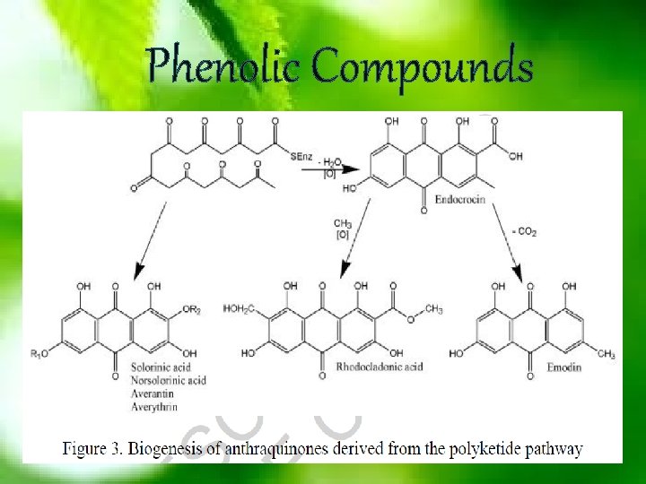 Phenolic Compounds 
