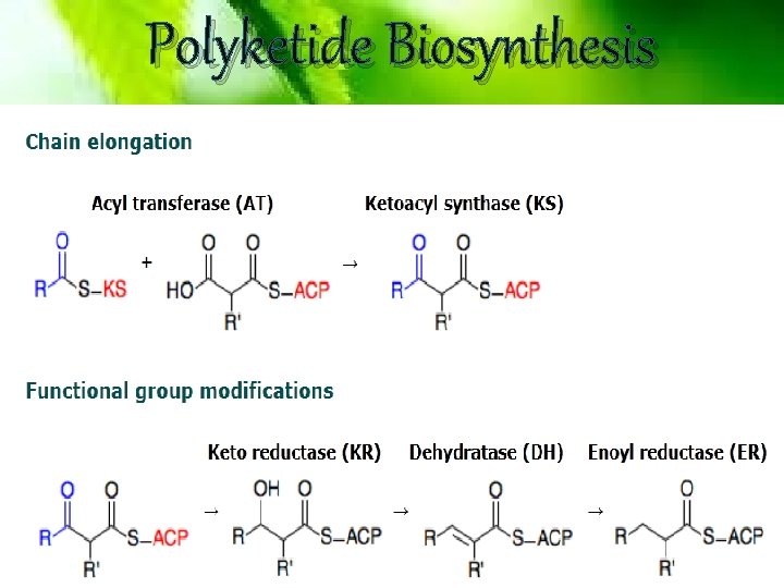 Polyketide Biosynthesis 