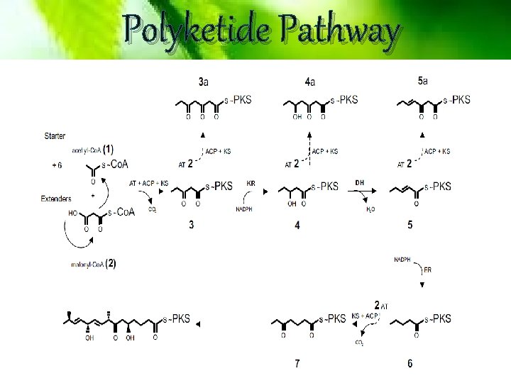 Polyketide Pathway 