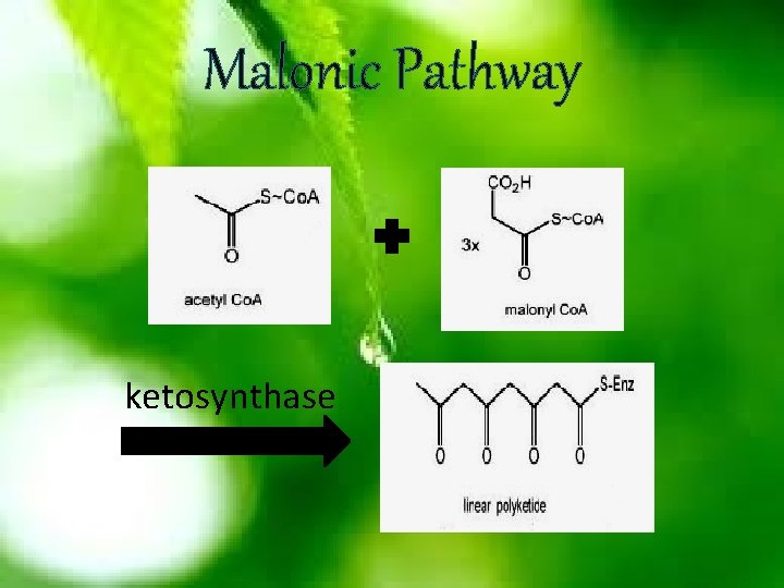 Malonic Pathway ketosynthase 