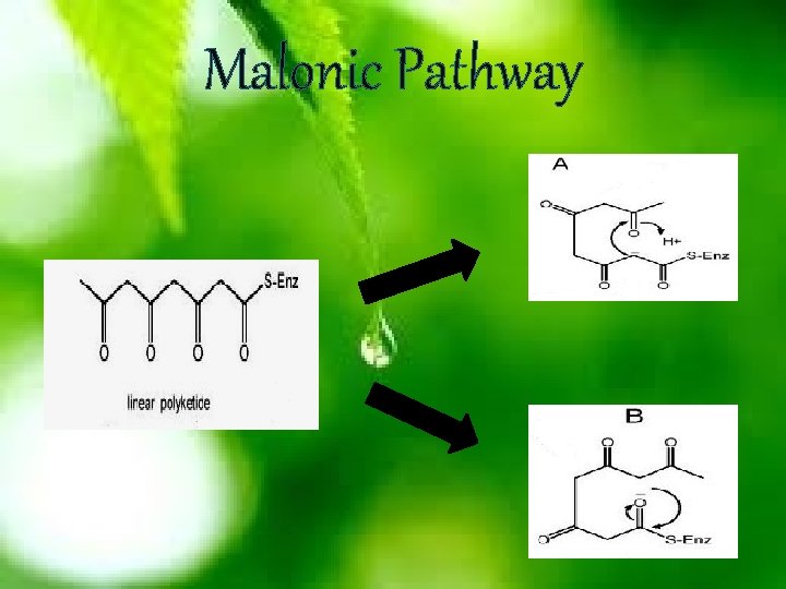 Malonic Pathway 