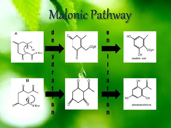 Malonic Pathway d e h y d r a t i o n e