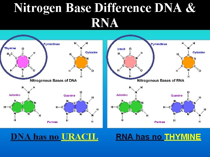 Nitrogen Base Difference DNA & RNA DNA has no URACIL RNA has no THYMINE