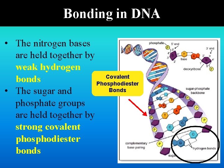 Bonding in DNA • The nitrogen bases are held together by weak hydrogen Covalent