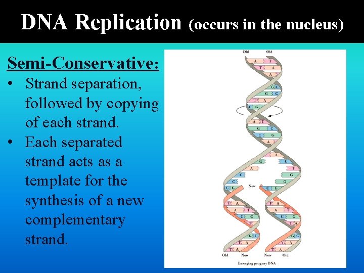 DNA Replication (occurs in the nucleus) Semi-Conservative: • Strand separation, followed by copying of