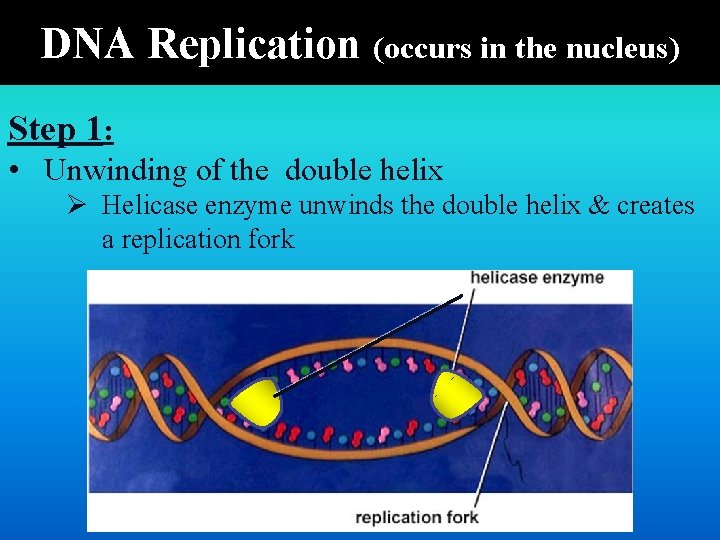 DNA Replication (occurs in the nucleus) Step 1: • Unwinding of the double helix