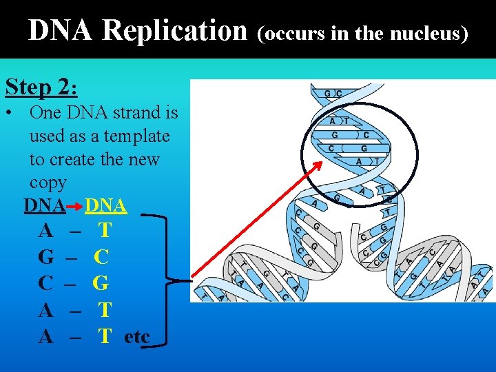 DNA Replication (occurs in the nucleus) Step 2: • One DNA strand is used