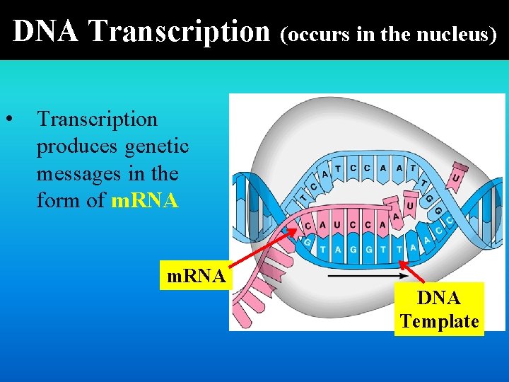 DNA Transcription (occurs in the nucleus) • Transcription produces genetic messages in the form