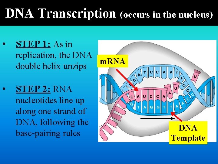 DNA Transcription (occurs in the nucleus) • STEP 1: As in replication, the DNA