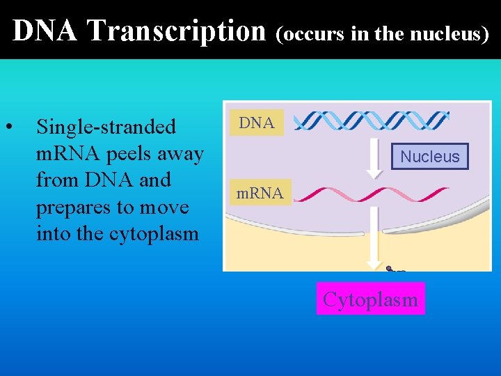 DNA Transcription (occurs in the nucleus) • Single-stranded m. RNA peels away from DNA