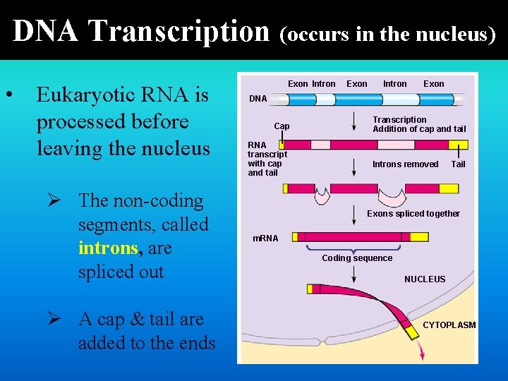 DNA Transcription (occurs in the nucleus) • Eukaryotic RNA is processed before leaving the