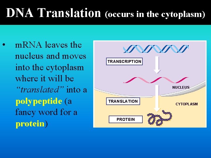 DNA Translation (occurs in the cytoplasm) • m. RNA leaves the nucleus and moves