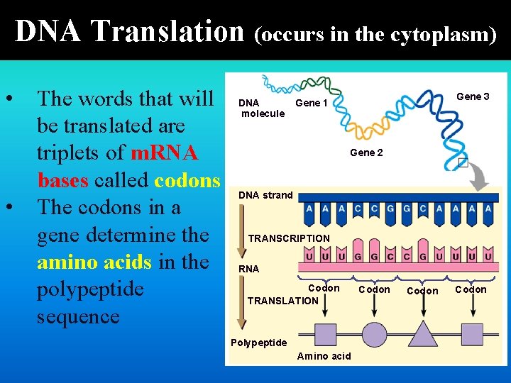 DNA Translation (occurs in the cytoplasm) • • The words that will be translated