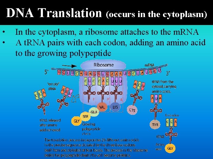 DNA Translation (occurs in the cytoplasm) • • In the cytoplasm, a ribosome attaches