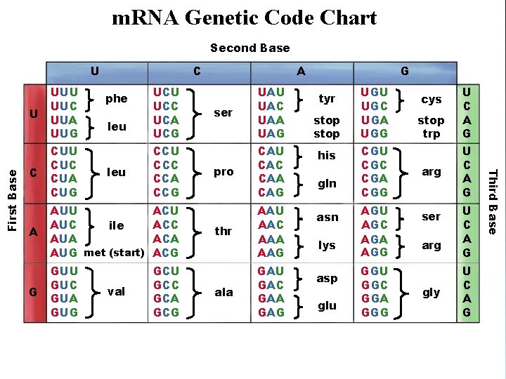 m. RNA Genetic Code Chart Second Base C U UUC UUA UUG C CUU