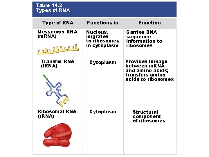 Table 14. 2 Types of RNA Type of RNA Functions in Messenger RNA (m.