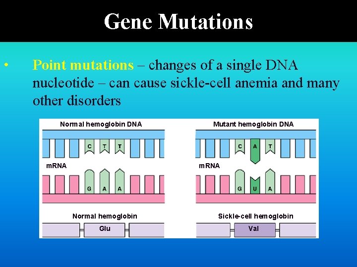 Gene Mutations • Point mutations – changes of a single DNA nucleotide – can