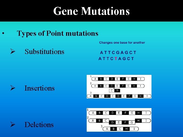 Gene Mutations • Types of Point mutations Ø Substitutions Ø Insertions Ø Deletions 