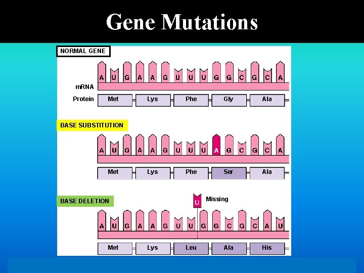 Gene Mutations NORMAL GENE m. RNA Protein Met Lys Phe Gly Ala Lys Phe