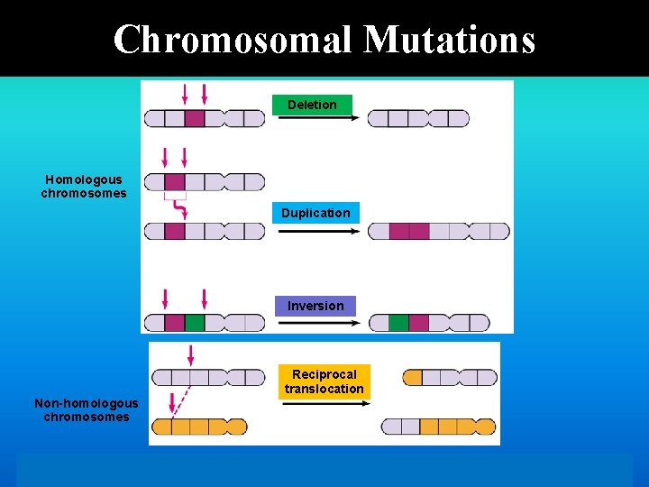 Chromosomal Mutations Deletion Homologous chromosomes Duplication Inversion Reciprocal translocation Non-homologous chromosomes Copyright © 2003