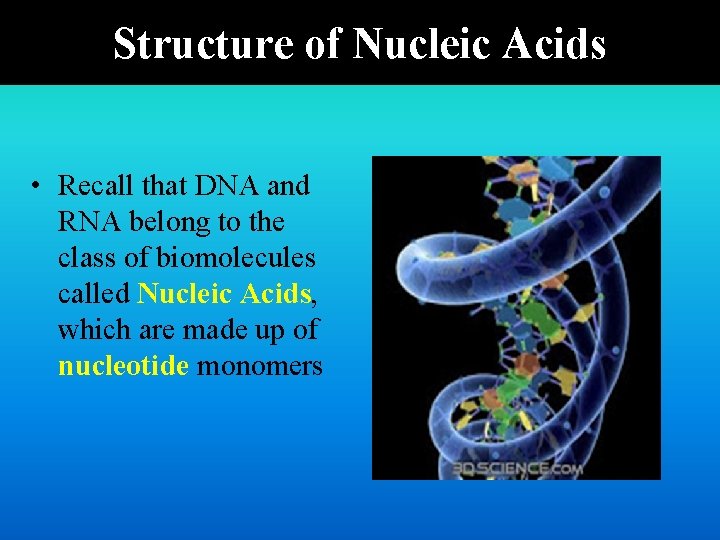 Structure of Nucleic Acids • Recall that DNA and RNA belong to the class