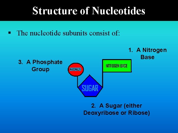 Structure of Nucleotides § The nucleotide subunits consist of: 3. A Phosphate Group 1.