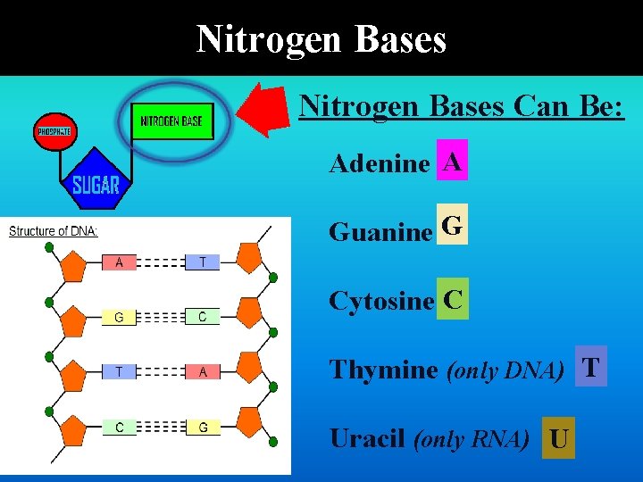 Nitrogen Bases Can Be: Adenine A Guanine G Cytosine C Thymine (only DNA) T