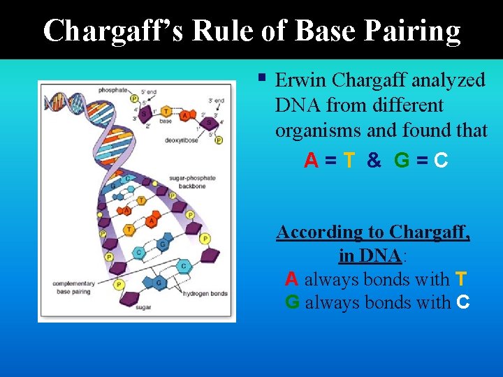 Chargaff’s Rule of Base Pairing § Erwin Chargaff analyzed DNA from different organisms and