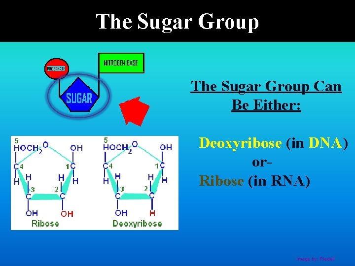 The Sugar Group Can Be Either: Deoxyribose (in DNA) or. Ribose (in RNA) Image