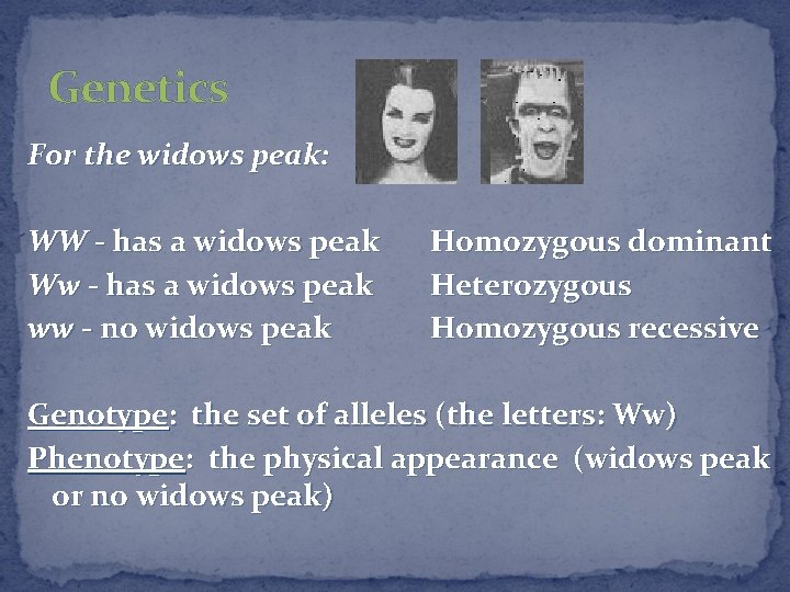 Genetics For the widows peak: WW - has a widows peak Ww - has