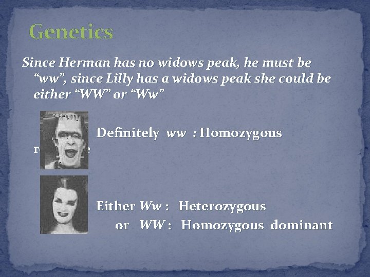 Genetics Since Herman has no widows peak, he must be “ww”, since Lilly has