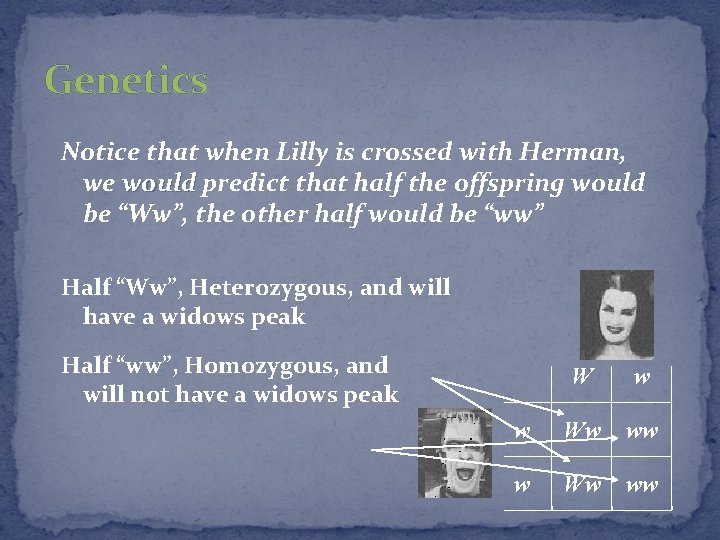 Genetics Notice that when Lilly is crossed with Herman, we would predict that half